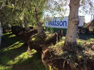 Matson containers pictured with trees in foreground.