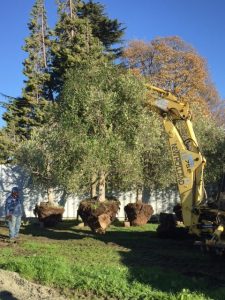 bwr_olives_planting